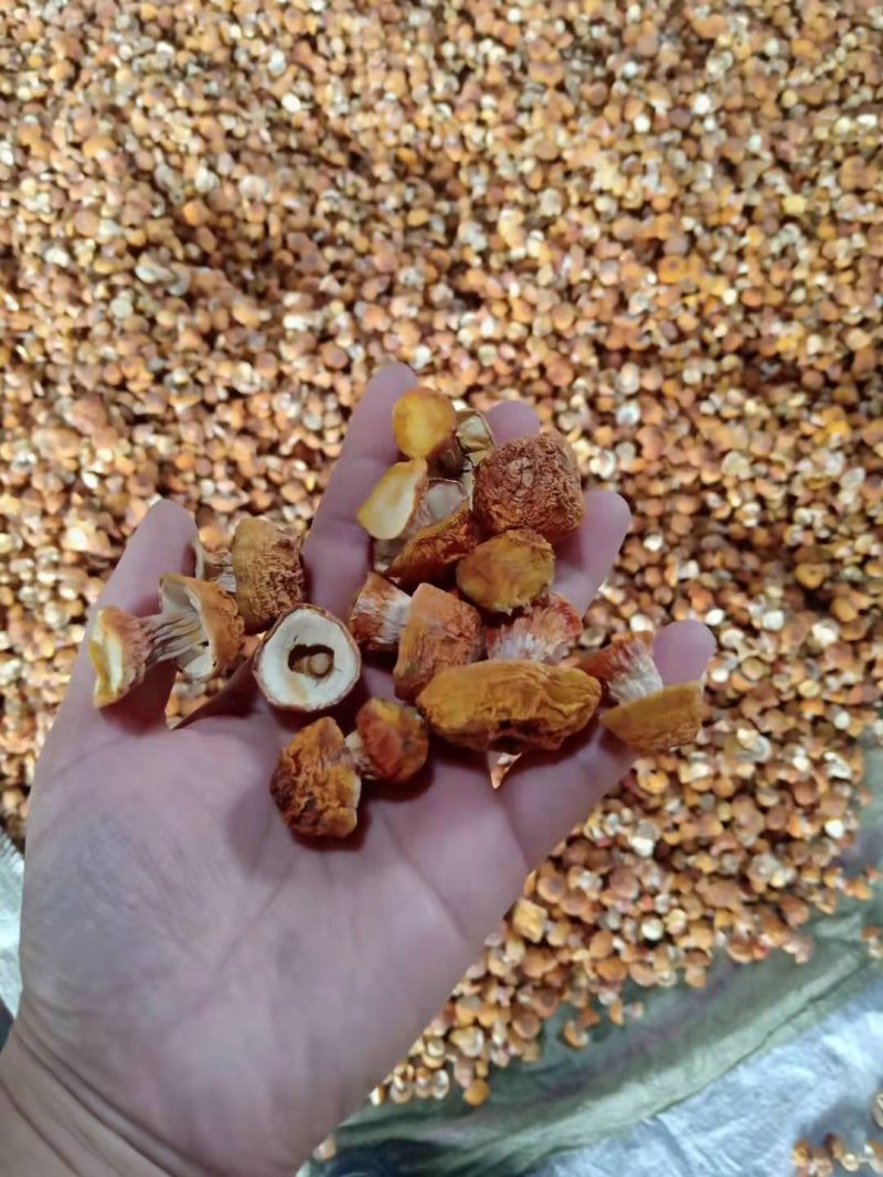 68一斤姬菇批发姬松茸干货新货巴西菇野生松茸姬松茸无硫