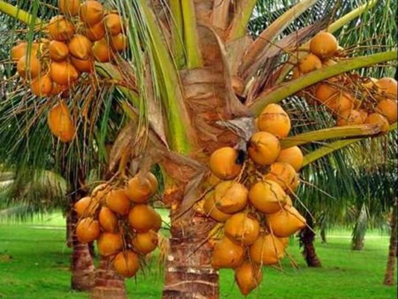 海南黄金椰子贵妃椰子金椰子