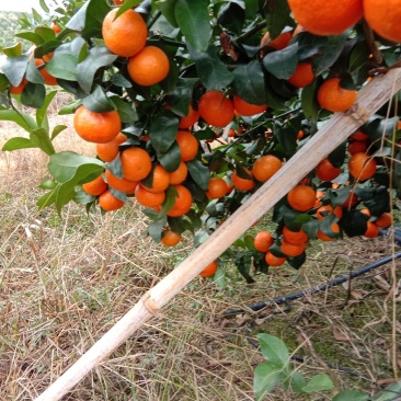 沙糖桔（荔浦砂糖桔产地直销，新鲜采摘，）