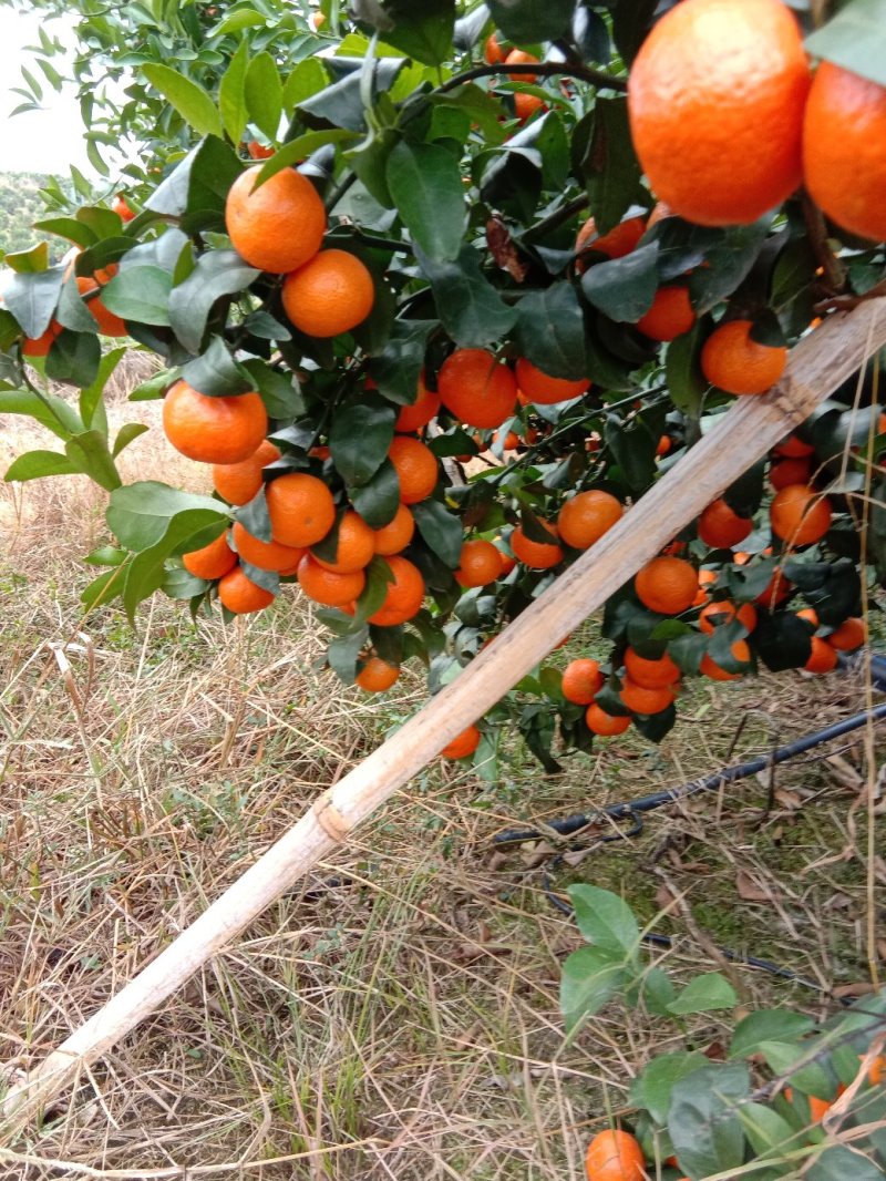 沙糖桔（荔浦砂糖桔产地直销，新鲜采摘，）