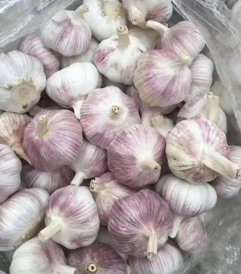 大蒜红皮大蒜白皮大蒜