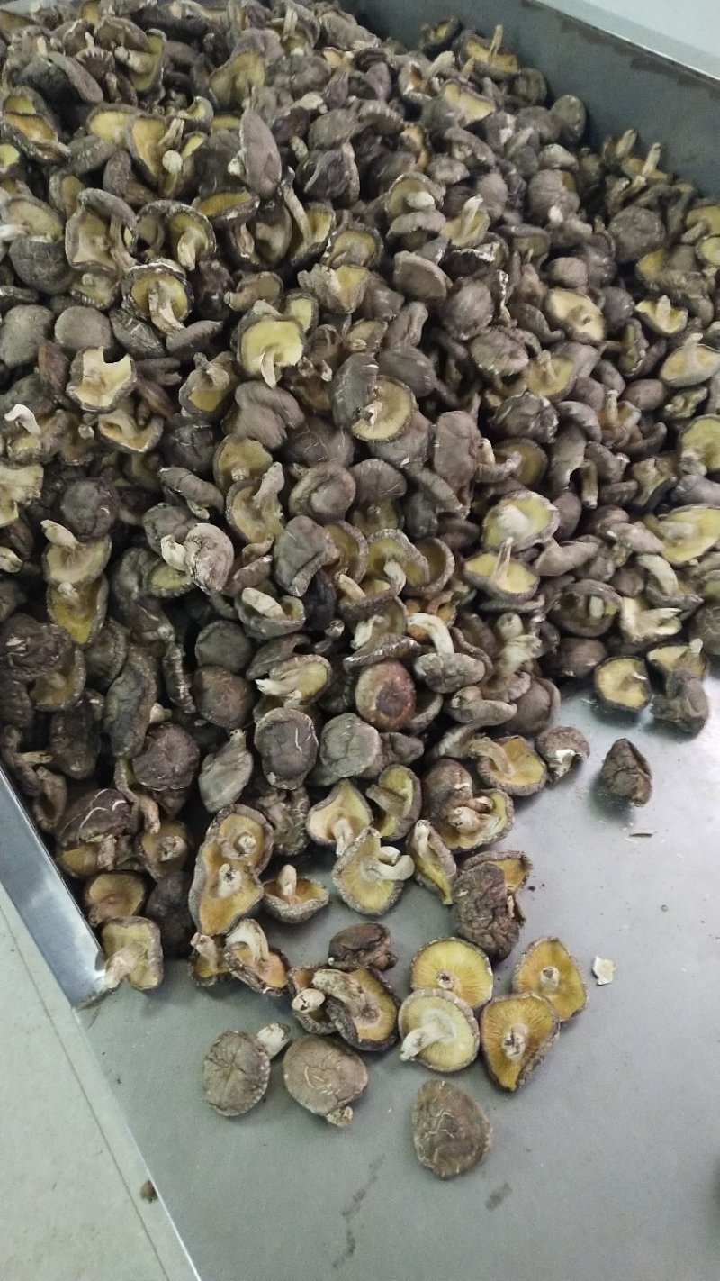椴木香菇原木香菇香菇，厂家食用菌干货原产地