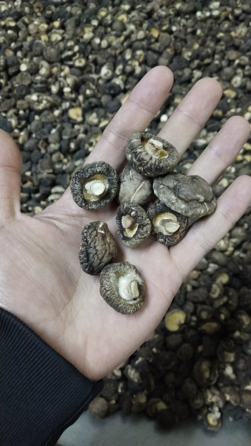 食用菌香菇庆元香菇干香菇量大优惠
