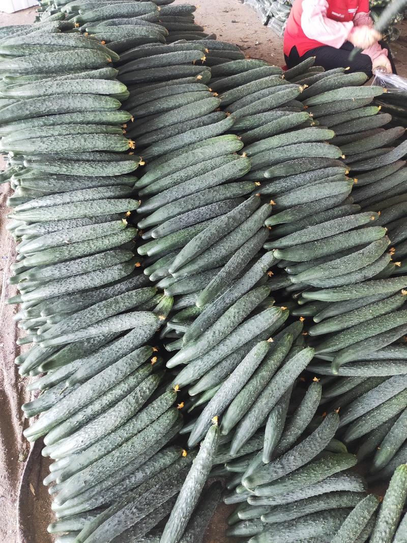密刺油亮黄瓜大量有货，当天采摘，专业代收，按需发货