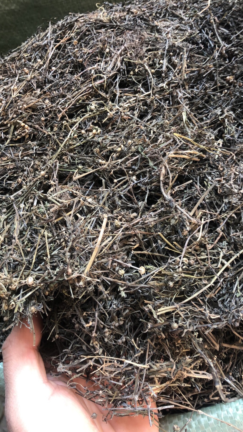 广西野生白花蛇舌草条子