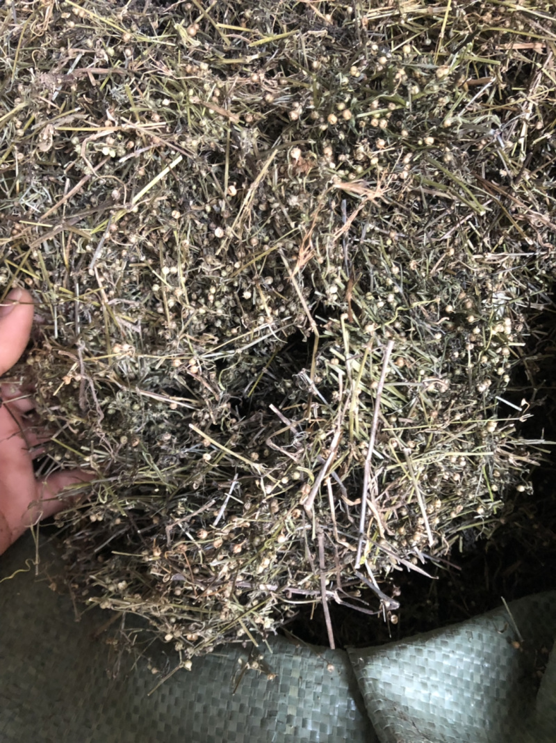 广西野生白花蛇舌草条子