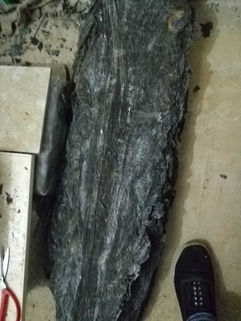 500克无尾精品海带