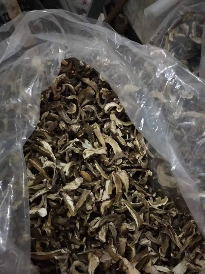 美味牛肝菌大腿蘑，白蘑菇