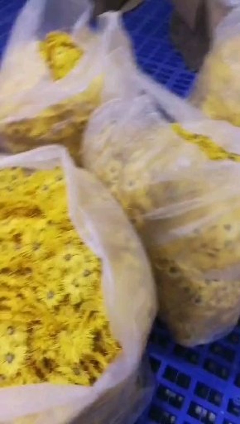 金丝皇菊基地直发