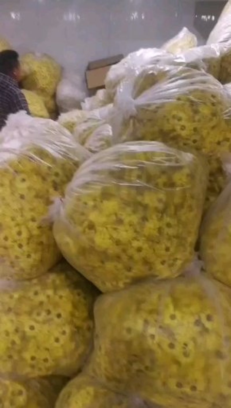 金丝皇菊基地直发