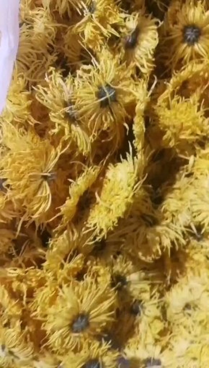 金丝皇菊基地直发