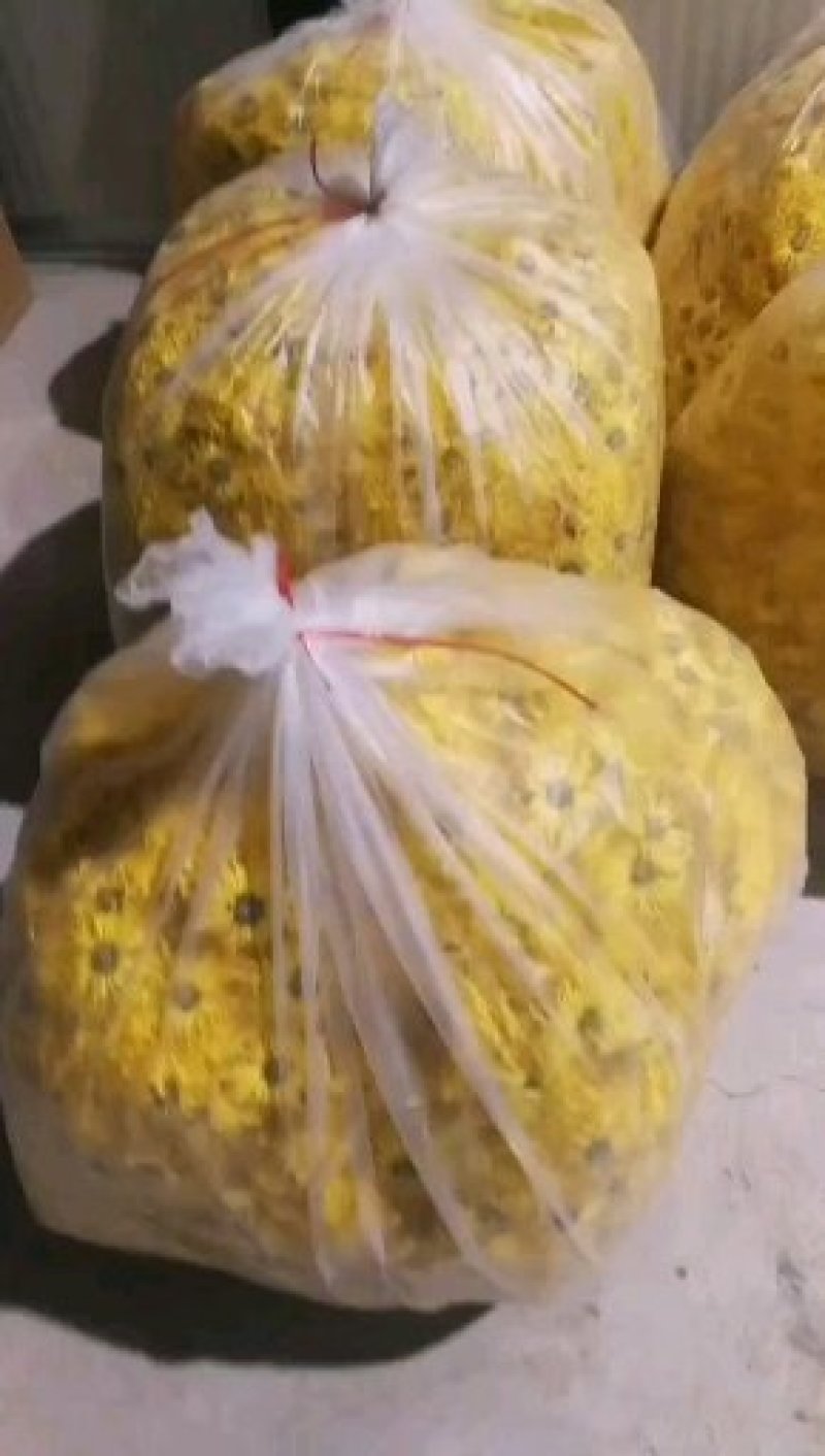 金丝皇菊基地直发