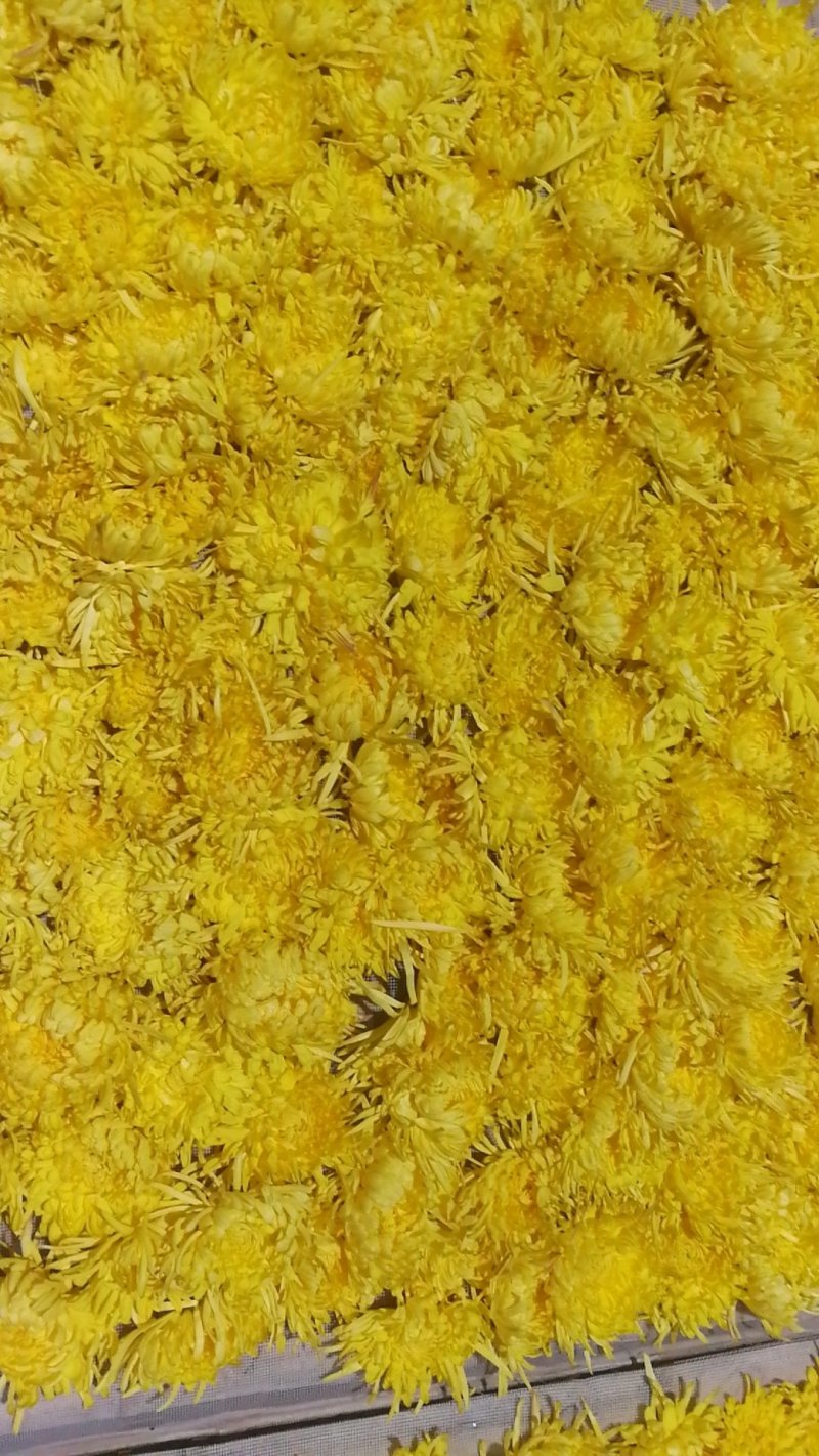 金丝皇菊基地直发