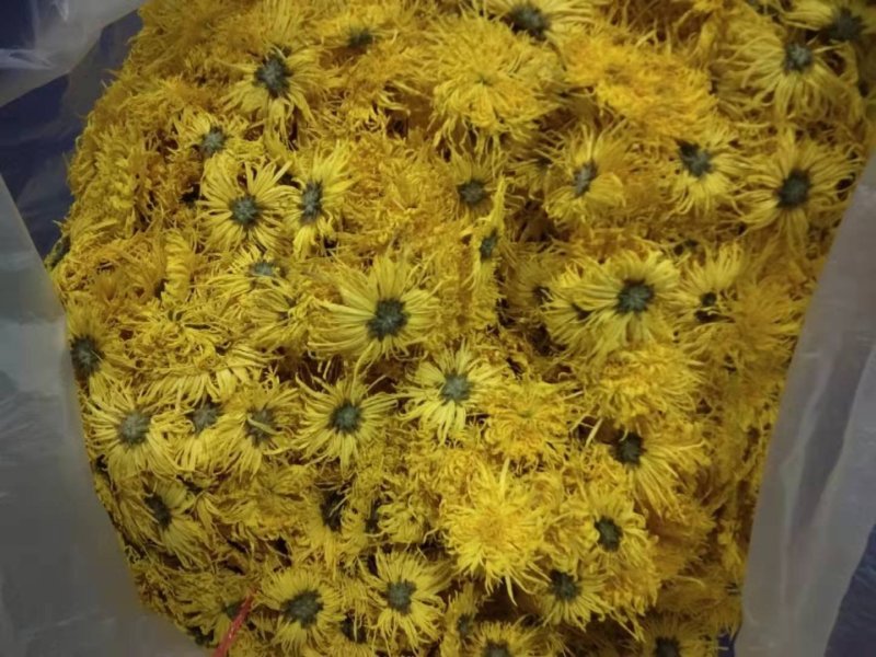 金丝皇菊基地直发