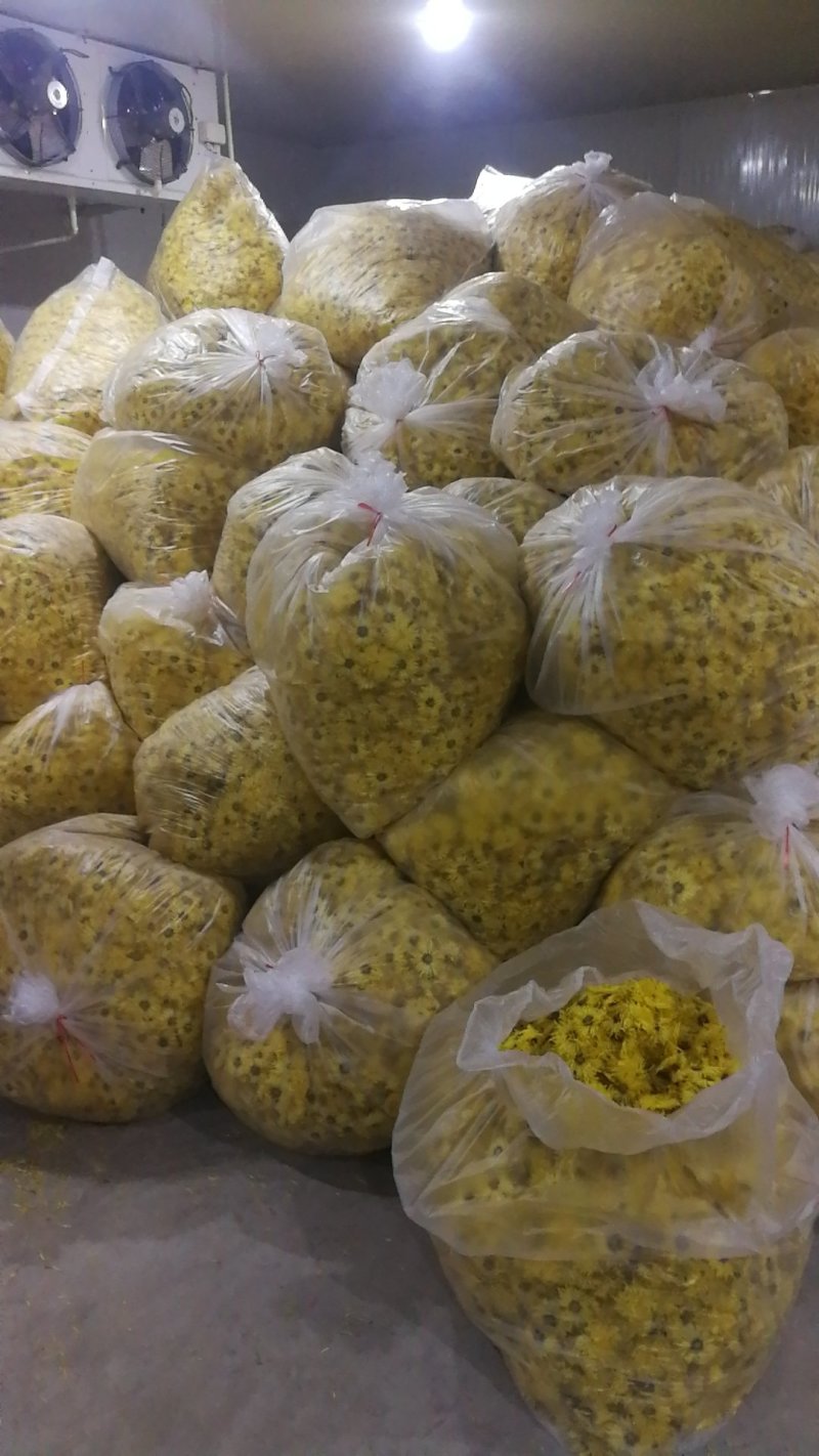 金丝皇菊基地直发
