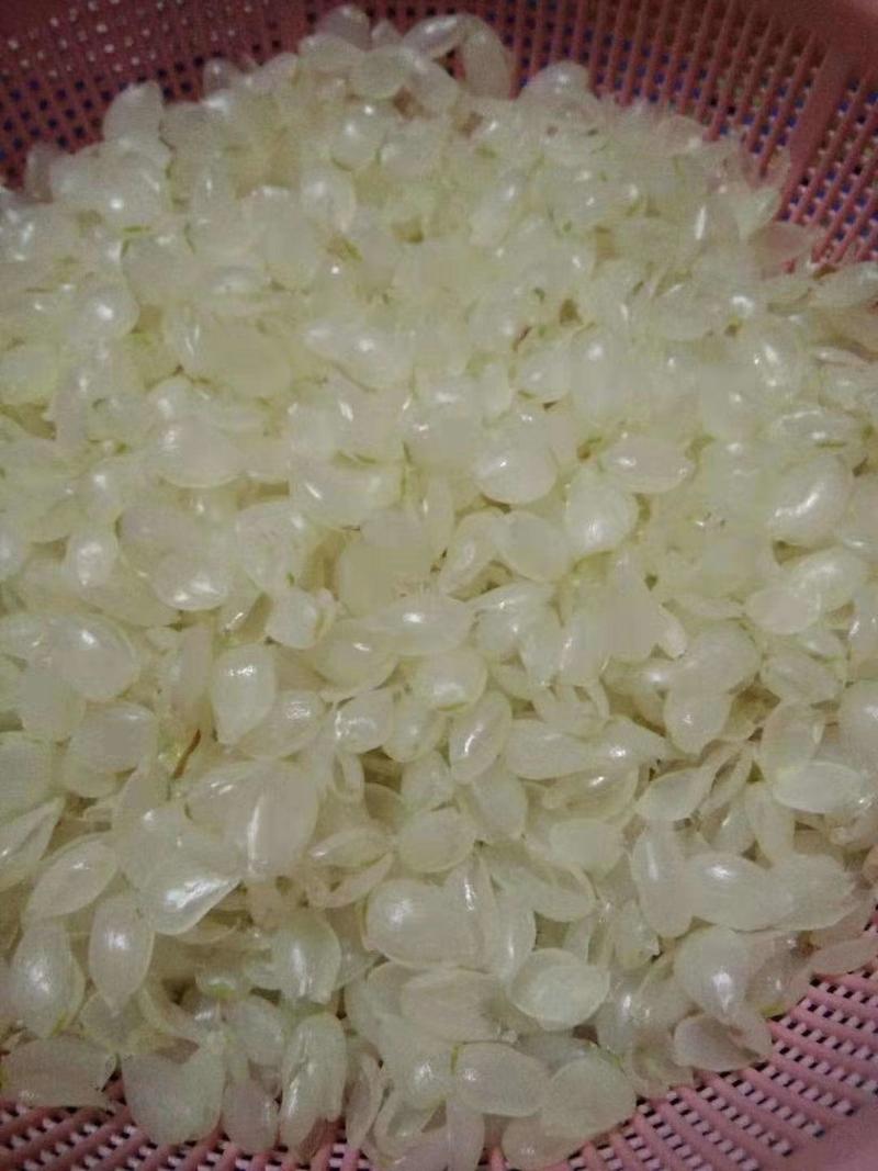 雪莲子，单荚皂角米，双荚皂角米