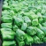 【推荐】精品圆椒大量上市货源稳定，品质保证，欢迎选购