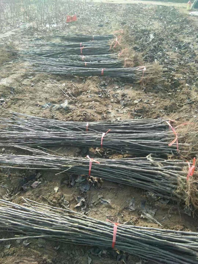 秋月梨树苗，梨树苗，梨树新品种，梨树苗栽植模式和时间