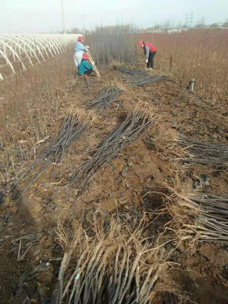 秋月梨树苗，梨树苗，梨树新品种，梨树苗栽植模式和时间