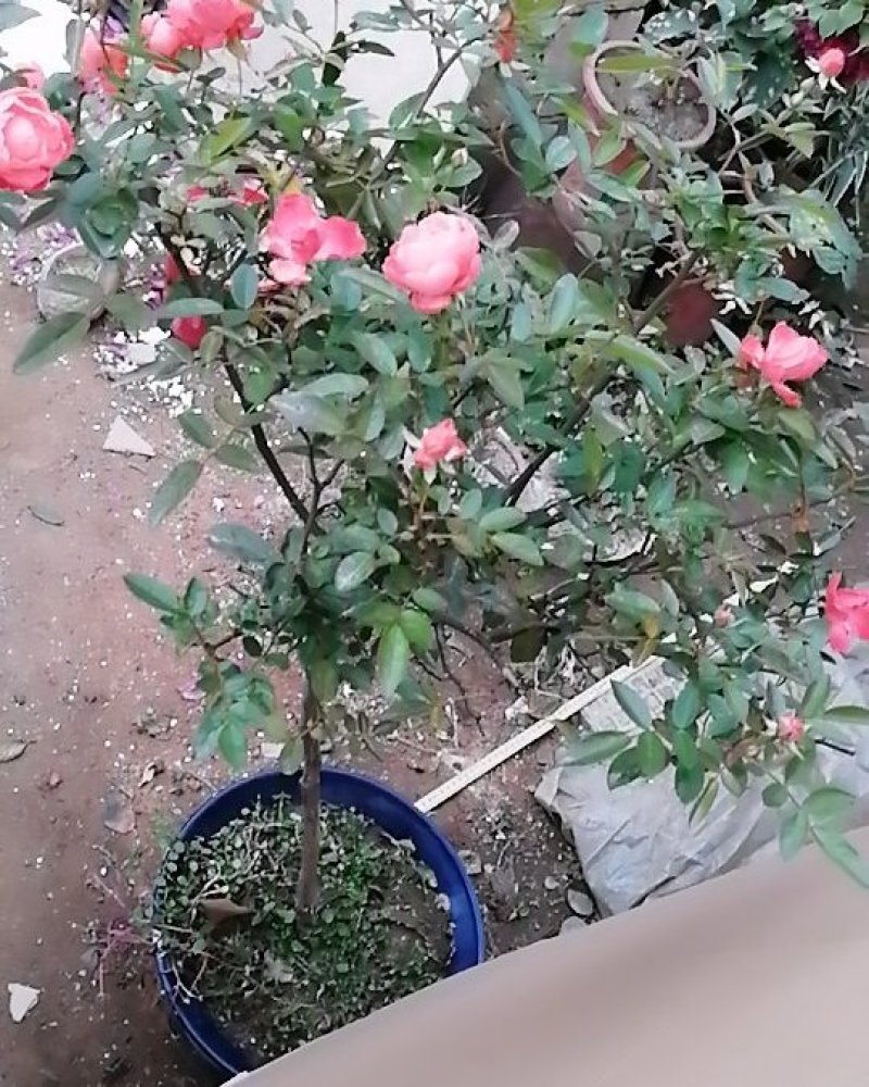 出售1.5厘米粗，各种树桩月季橙柯斯特，树状棒棒糖月季