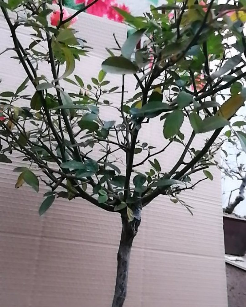 出售1.5厘米粗，各种树桩月季橙柯斯特，树状棒棒糖月季