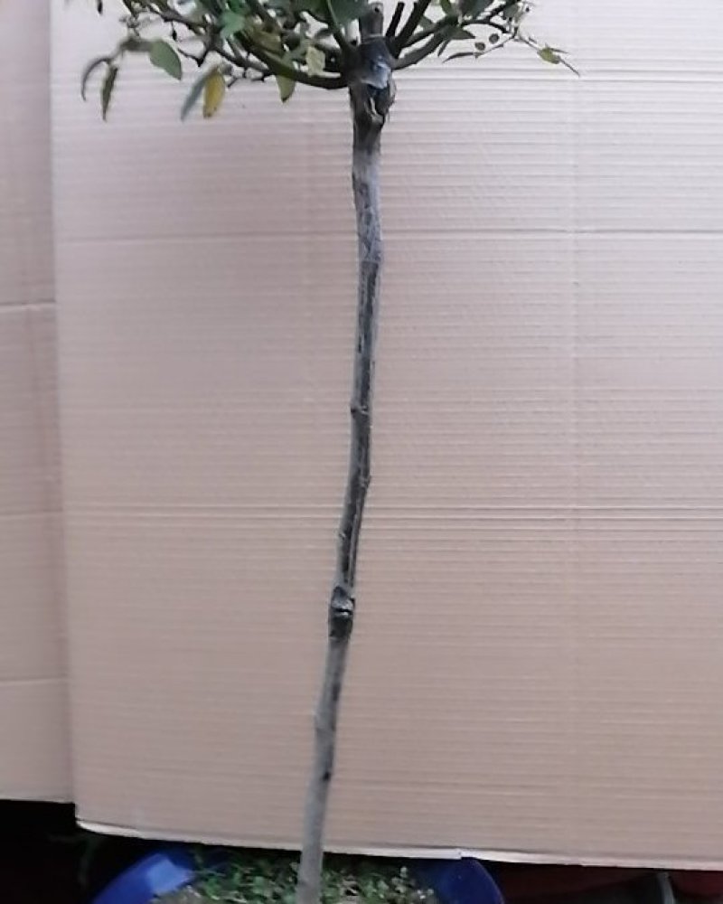 出售1.5厘米粗，各种树桩月季橙柯斯特，树状棒棒糖月季