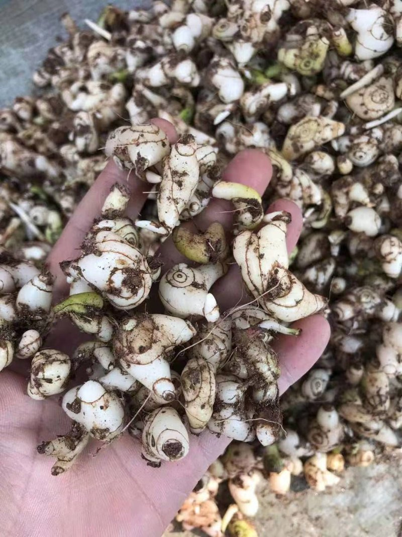 紫花小白芨，去须小白及，无黑块茎，一手货源，可全国发货