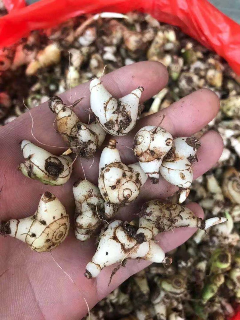 紫花小白芨，去须小白及，无黑块茎，一手货源，可全国发货
