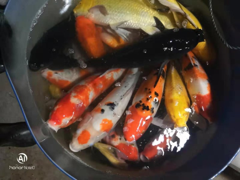 鲤鱼苗，中华建鲤，条形好，品质好，耐运输