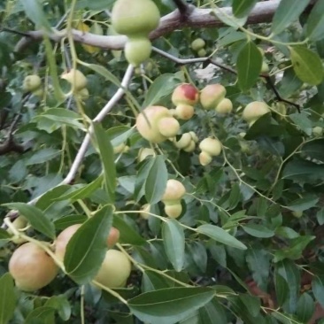 基地直销包品种精品适合南北种植的果树枣树苗