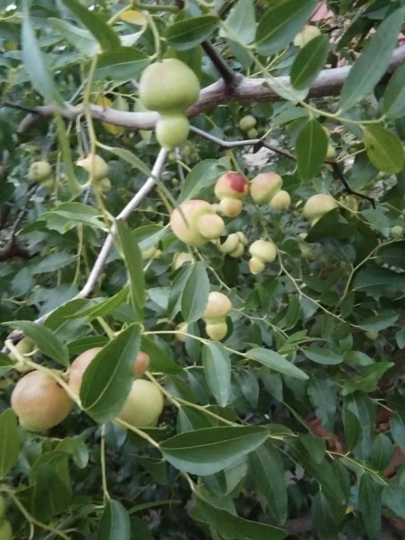 基地直销包品种精品适合南北种植的果树枣树苗