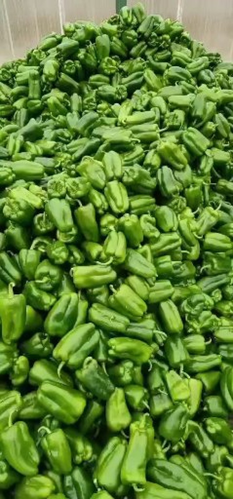 圆椒10cm以上量大货好。大扁芸豆同时供应。