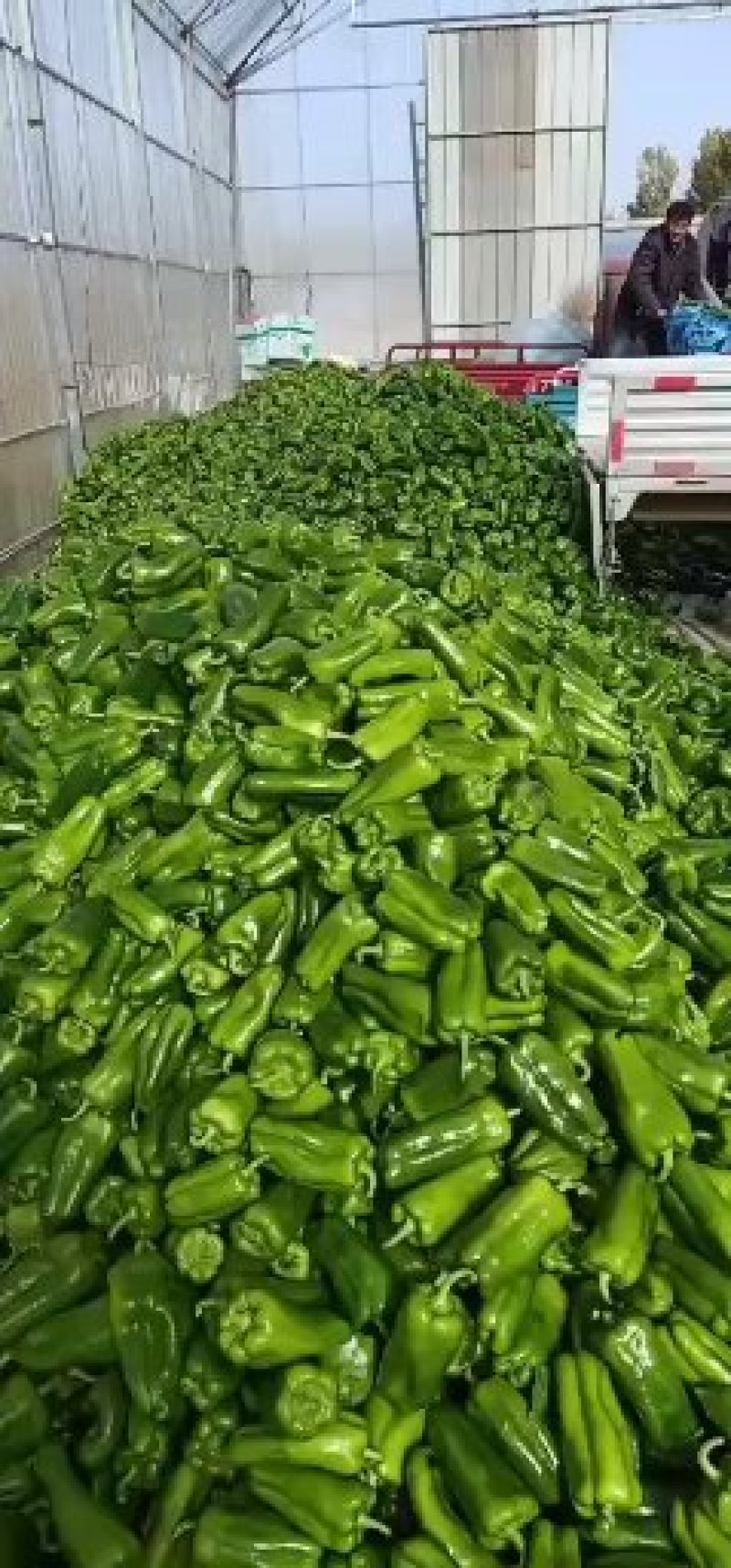 圆椒10cm以上量大货好。大扁芸豆同时供应。