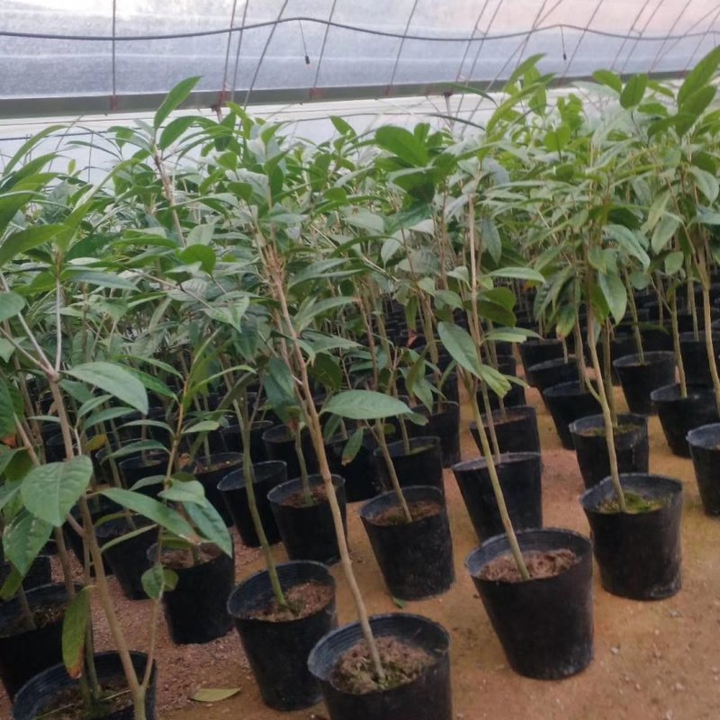 金花茶树苗，带营养杯发货的，苗子靓丽，大小规格都有