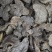 肉苁蓉新疆1公斤起批无硫无添加不包邮正品