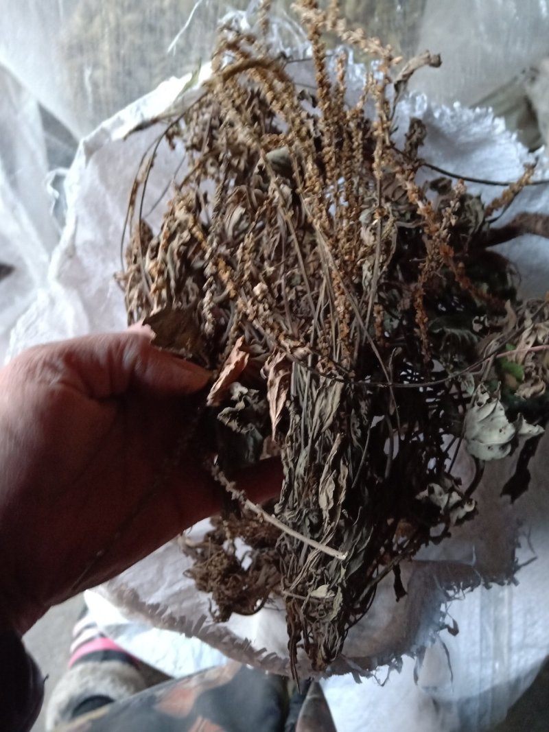 车前草野生新货零售批发药产地直发一手货源3斤起批欢迎合作