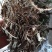 车前草野生新货零售批发药产地直发一手货源3斤起批欢迎合作