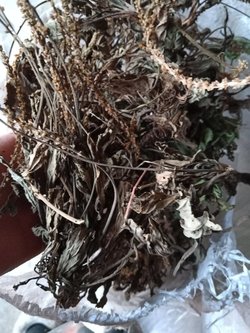 车前草野生新货零售批发药产地直发一手货源3斤起批欢迎合作