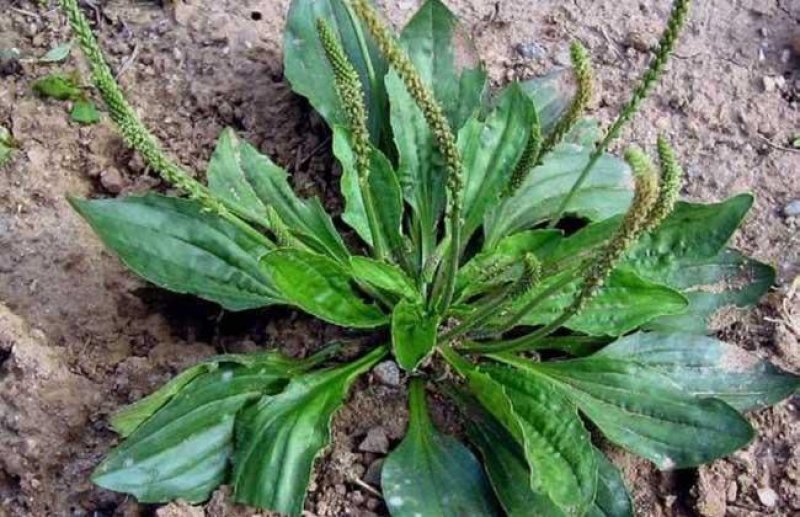车前草野生新货零售批发药产地直发一手货源3斤起批欢迎合作