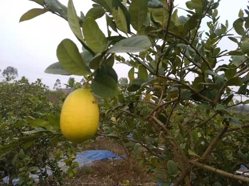 子弹头香水柠檬二级果（黄果、花皮果等通货）