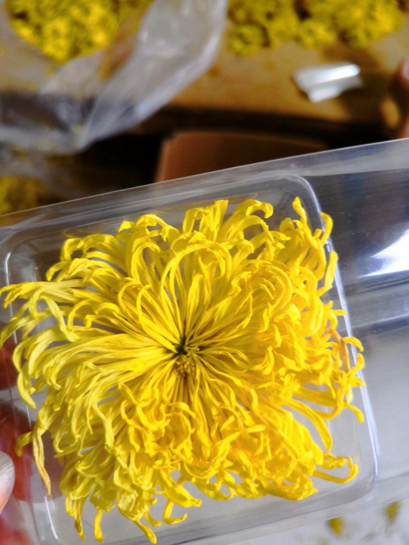 金丝皇菊花茶，金丝皇菊精品包装，花朵大，