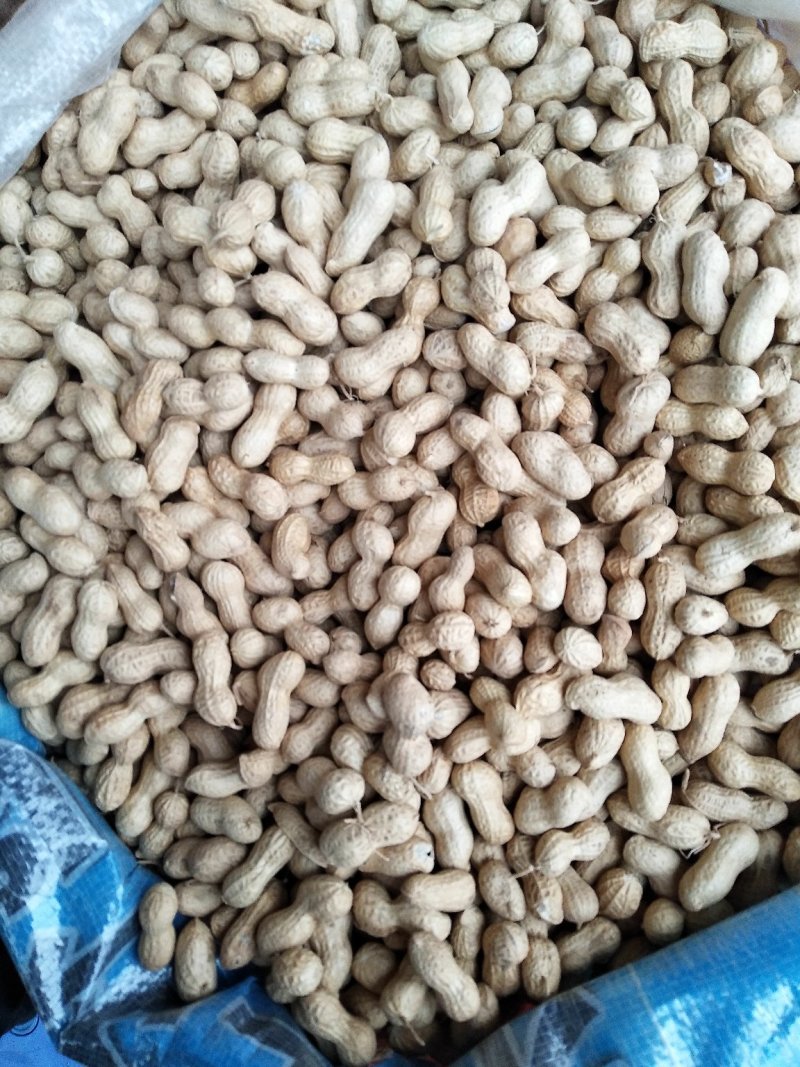 小日本花生，颗粒饱满适合做炒花生