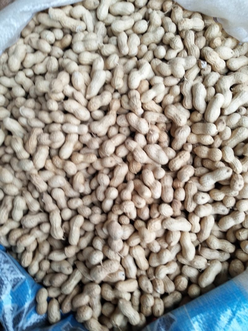 小日本花生，颗粒饱满适合做炒花生