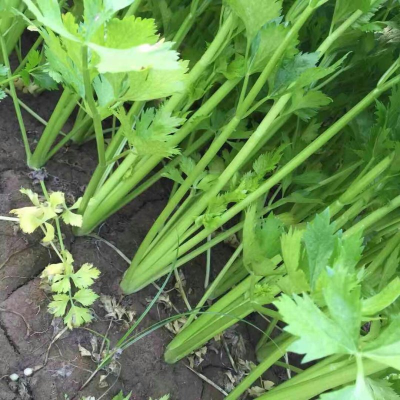 芹菜产地大量上市，品种多质量有保证
