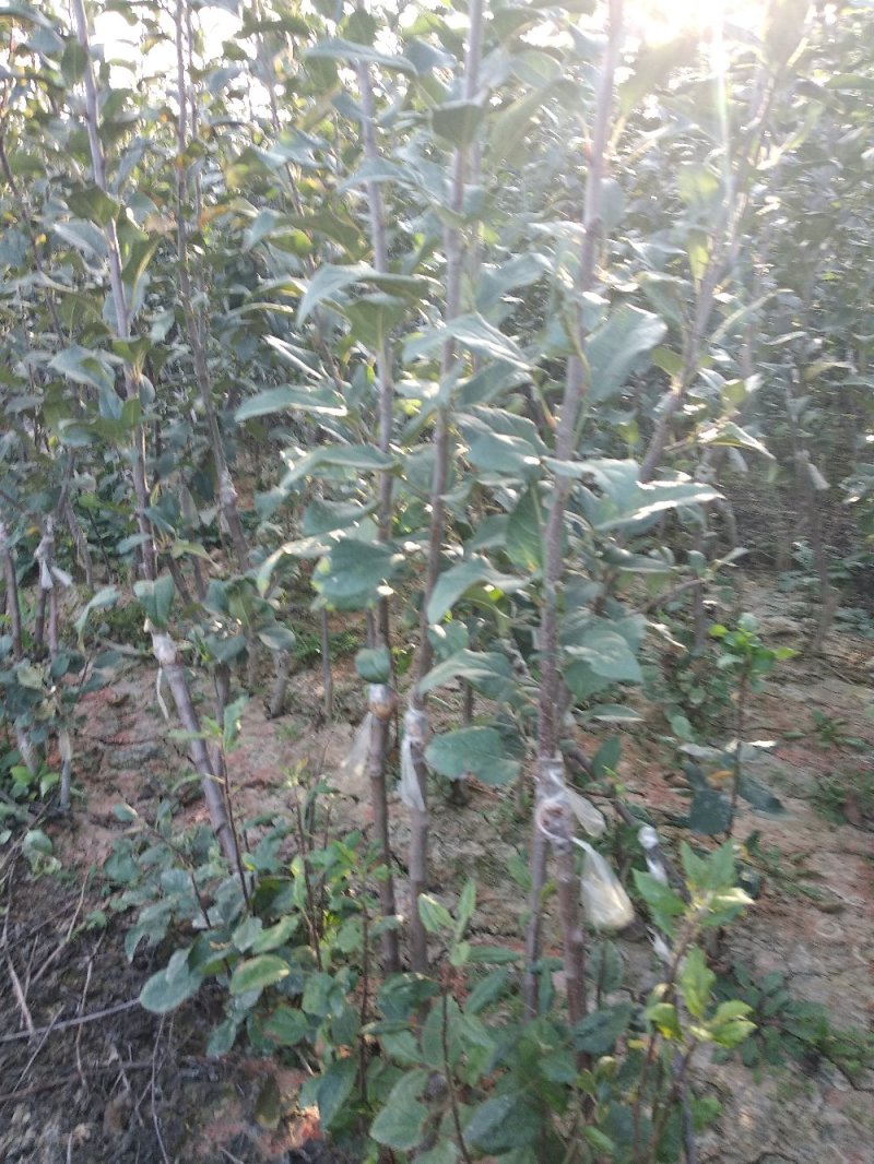 王林苹果树苗苹果新品种王林苹果苗苹果苗育苗基地苹果苗