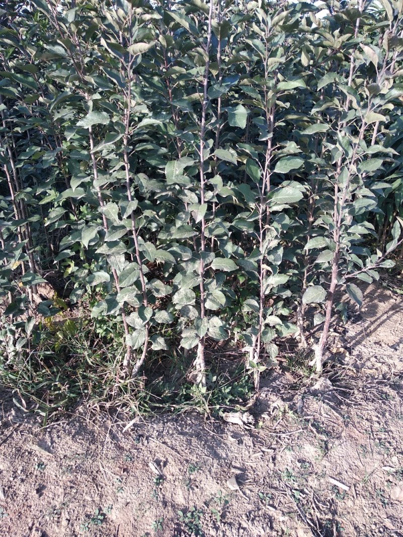 王林苹果树苗苹果新品种王林苹果苗苹果苗育苗基地苹果苗