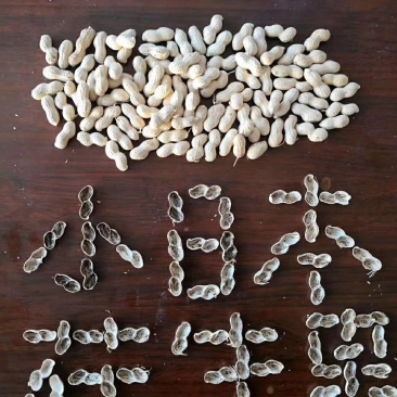 小日本花生，颗粒饱满适合做炒花生