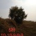 精品丛生乌桕单杆乌桕