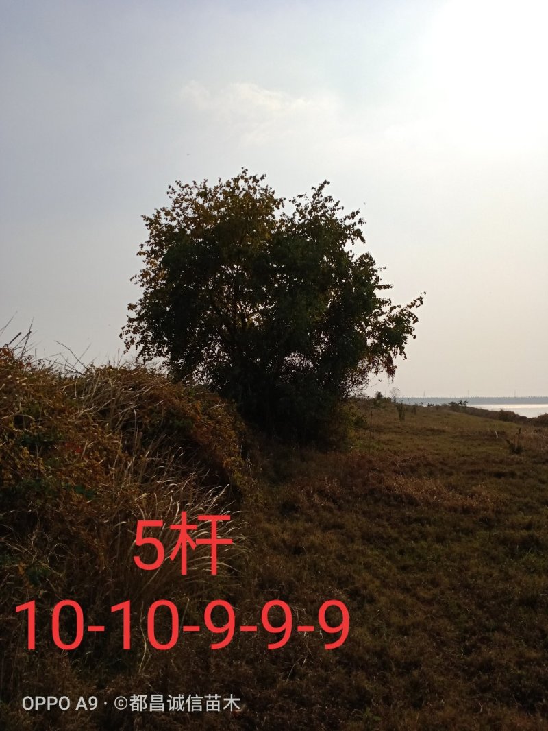 精品丛生乌桕单杆乌桕