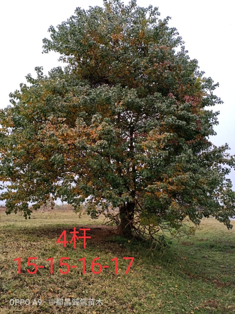 精品丛生乌桕单杆乌桕